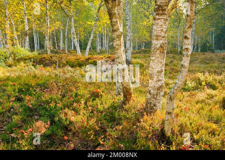 Forêt de bouleau au milieu des bruyères et des bleuets, près des ponts-de-Martel dans le canton de Neuchâtel, Suisse, Europe Banque D'Images