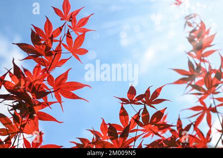 Été ou automne fond naturel. Branches d'érable rouge japonais contre le ciel bleu. Image de branche, rayons solaires et recouvrement de bokeh. Banque D'Images