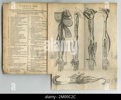 Vieux livre d'anatomie. Un ancien livre d'anatomie avec ses pages affichées. Banque D'Images