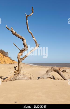 Un arbre tombé sur la plage de Covehithe Banque D'Images