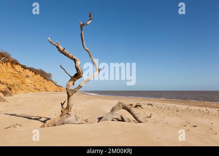 Un arbre tombé sur la plage de Covehithe Banque D'Images