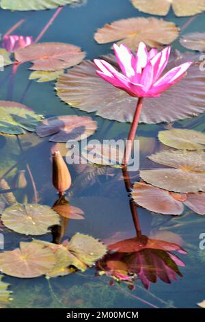 Une fleur de lotus rose avec bouton dans l'étang, Nelumbo nucifera, lotus sacré, Lotus Laxmi, lotus indien, Chikhli, Navsari, Gujarat, Inde, Asie Banque D'Images