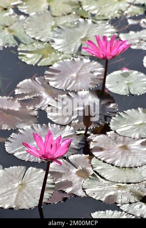 Deux fleurs de lotus rose avec bourgeon dans l'étang, Nelumbo nucifera, lotus sacré, Lotus Laxmi, lotus indien, Chikhli, Navsari, Gujarat, Inde, Asie Banque D'Images