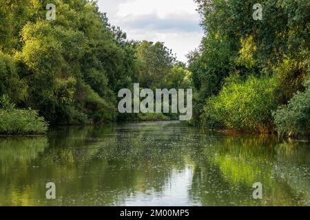 Les lacs et les canaux du delta du Danube en Roumanie Banque D'Images