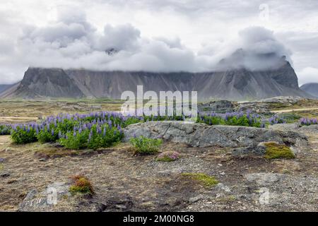 Vue spectaculaire sur Iceland Stokknes cape avec des sommets de montagne couverts de nuages et lupins violets en premier plan Banque D'Images