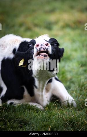 Gros plan d'une drôle de vache noire et blanche, posée sur l'herbe verte qui colle sa langue en Allemagne Banque D'Images