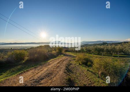 Maremma campagne vue panoramique, d'oliviers, de collines et de champs. Sur la mer l'horizon. Casale Marittimo, Pise, Toscane Italie Europe. Banque D'Images