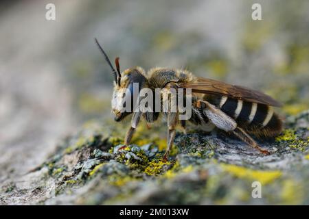Gros plan détaillé sur une femelle méditerranéenne de l'abeille variable, Andrena variabilis Banque D'Images