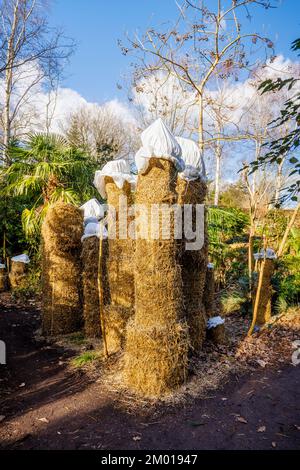 Musa basjoo protégé par un emballage de paille contre le gel et le froid en hiver à RHS Garden Wisley, Surrey, au sud-est de l'Angleterre, au Royaume-Uni Banque D'Images