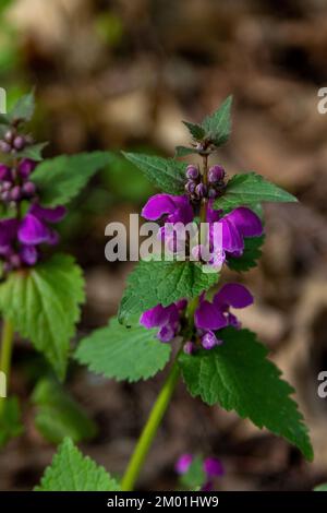 Lamium purpueum en fleurs, connu sous le nom de l'ortie morte pourpre, ou archange pourpre plante sauvage en croissance dans la forêt Banque D'Images