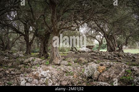 Village préhistorique à Torrellafuda, Ciutadella sur Minorque, Iles Baléares, Espagne Banque D'Images