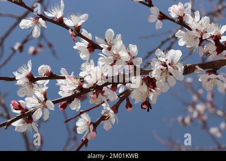 Fleurs d'abricot à la mise au point douce. Fleurs blanches printanières sur une branche d'arbre. Abricot en fleur. Printemps, saisons, fleurs blanches d'abricot. Banque D'Images