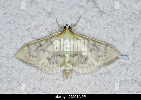 Patania ruralis, la mère de la Moth perlière, perchée sur un mur. Banque D'Images