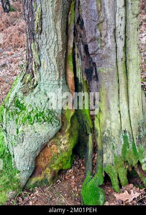 Le lichen couvrait la souche de chêne avec la couleur de texture et la forme de l'ancien tronc de chêne dans la forêt de chêne antique en hiver sur Cannock Chase AONB Banque D'Images