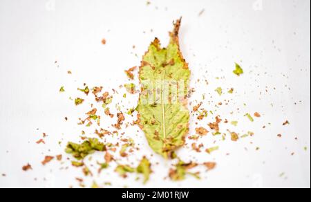 feuilles d'automne sur fond blanc. Composition de la couche plate feuilles séchées d'automne sur fond blanc. Un lieu pour le texte. Banque D'Images