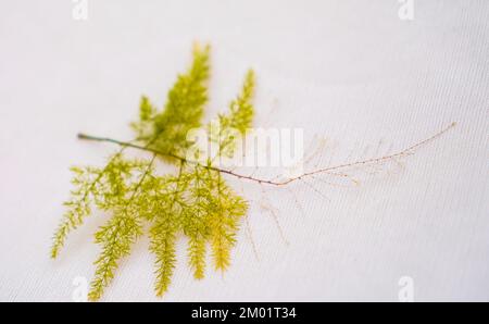 Germe d'asperges feuille verte isolée sur fond blanc, feuille verte sur fond blanc, feuilles tropicales. Banque D'Images