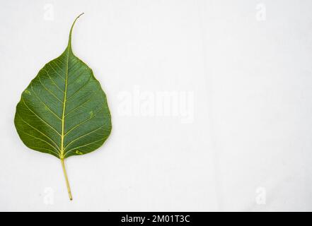 Feuille Peepal ou feuille de Bodhi ou feuille de figuier sacrée isolée sur fond blanc, feuille de Peepal verte sur fond blanc Banque D'Images