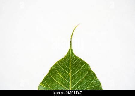 Feuille Peepal ou feuille de Bodhi ou feuille de figuier sacrée isolée sur fond blanc, feuille de Peepal verte sur fond blanc Banque D'Images