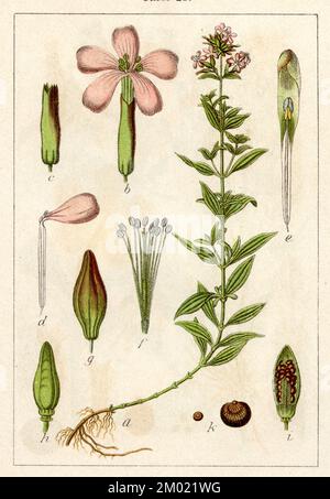 Saponaria officinalis, (livre botanique, 1901), Gewöhnliches Seifenkraut Banque D'Images