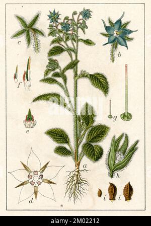 Borago officinalis, (livre botanique, 1903), Borretsch Banque D'Images