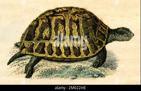 Tortue à éperon Testudo graeca, (livre d'histoire naturelle, 1861), Griechische Landschildkröte Banque D'Images