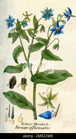 Borago officinalis, (livre botanique, 1850), Borretsch Banque D'Images