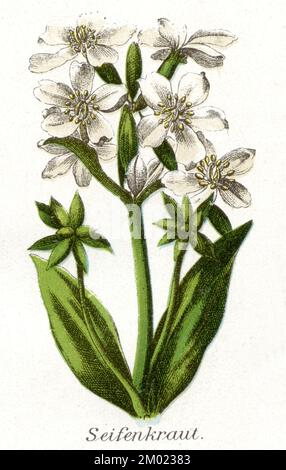 Soapwort commun Saponaria officinalis, (Health book, 1911), Gewöhnliches Seifenkraut Banque D'Images