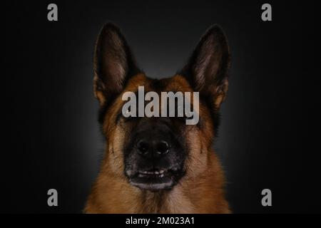 Belle race sérieuse de chien, museau gros plan. Chien légèrement ouvert la bouche et regarde devant avec les yeux brûlants en anticipation. Portrait de l'allemand rouge S Banque D'Images