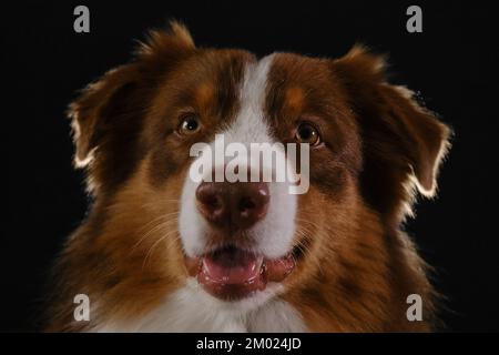 Studio portrait de Berger australien brun. Chien pur-sang sur fond sombre tête gros plan, regardez attentivement devant avec sourire visage heureux. Australie Banque D'Images