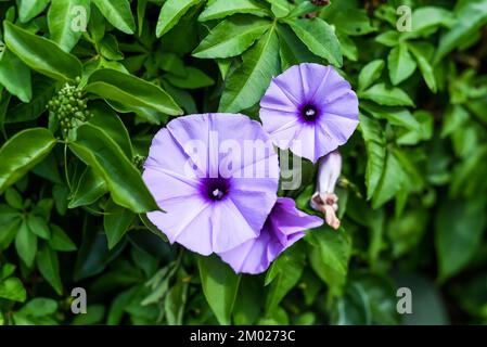 Ipomoea cairica ou milk-a-minute vigne, Messina super-réducteur, le Caire matin gloire, côte matin gloire et chemin de fer super-réducteur Banque D'Images