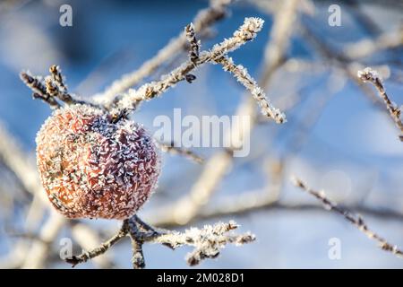 Vue rapprochée d'une pomme givrée recouverte de glace sur un pommier en hiver. Arrière-plan bleu. Banque D'Images