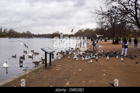 Londres, Royaume-Uni. 3rd décembre 2022. Un visiteur nourrit les oiseaux à côté du lac Serpentine à Hyde Park, malgré des signes prééminents avertissant les gens de ne pas le faire, car la pire épidémie de grippe aviaire enregistrée continue de se propager au Royaume-Uni. Des milliers d'oiseaux sauvages sont morts du fait du virus dans tout le pays, et des millions d'oiseaux domestiques ont été tués par le virus et abattus dans le but de freiner la propagation. Selon les rapports, le virus mortel a été retracé à des fermes avicoles et a sauté à des populations sauvages. Credit: Vuk Valcic/Alamy Live News Banque D'Images