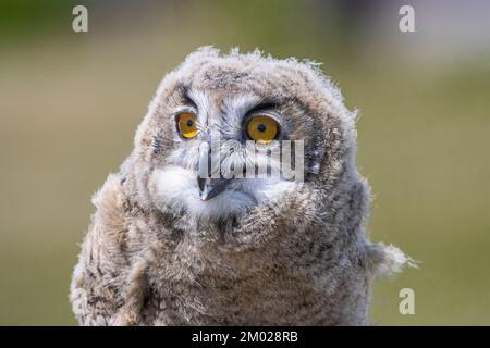 Gros plan de huit semaines Ohibou de l'aigle eurasien de la vieille ( Bubo Bubo) Banque D'Images