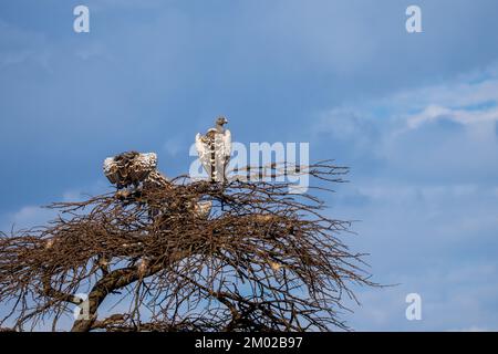 La vautour de Rüppell (Gyps rueppelli), également appelée vautour de Rüppell Banque D'Images