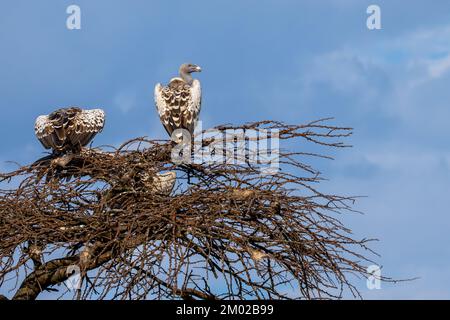 La vautour de Rüppell (Gyps rueppelli), également appelée vautour de Rüppell Banque D'Images