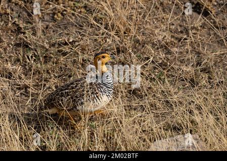 Coqui Francolin mâle Banque D'Images