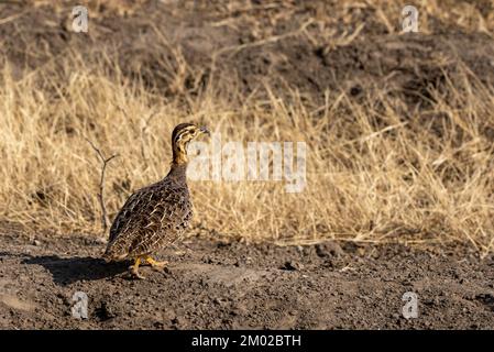 Coqui francolin femelle (Campocolinus coqui) est une espèce d'oiseau de la famille des Phasianidae. Banque D'Images