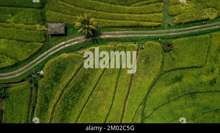 Vue aérienne sur les rizières en terrasse en été. Formes géométriques abstraites de parcelles agricoles dans un champ de couleur verte avec des palmiers. Repère Banque D'Images