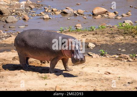 Hippo, hippopotame Banque D'Images