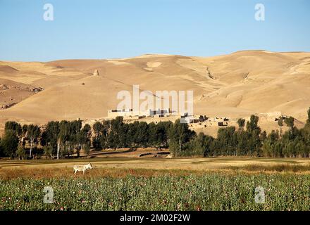 Dowlat Yar, province de Ghor en Afghanistan. Champs de pavot près de la ville de Dowlatyar en Afghanistan central. Un âne se trouve sur le terrain. Banque D'Images