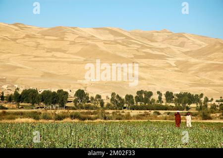 Dowlat Yar, province de Ghor en Afghanistan. Champs de pavot avec des agriculteurs près de la ville de Dowlatyar en Afghanistan central. Banque D'Images