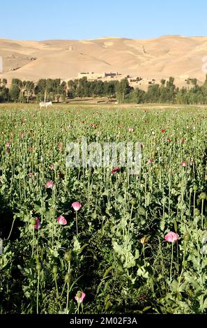 Dowlat Yar, province de Ghor / Afghanistan: Champs de pavot près de la ville de Dowlatyar en Afghanistan central. Gros plan sur les coquelicots avec des fleurs roses. Banque D'Images