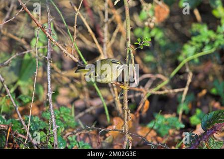 Regulus regulus Goldcrest parmi les ronces près de Burley Parc national New Forest Hampshire Angleterre Banque D'Images