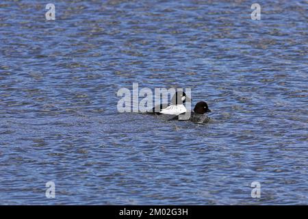 Comon goldeneye Bucephala clangula paire sur le lac d'eau douce Angleterre Norfolk Snettisham Banque D'Images