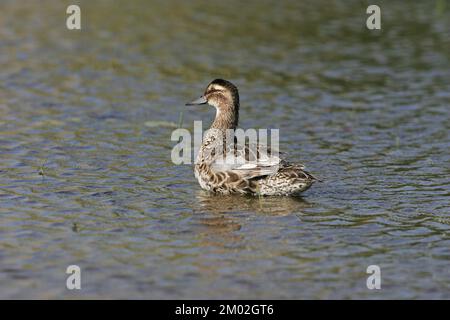 Sarcelle d'été Anas querquerdula mâle adulte en plumage d'éclipse dans la piscine près de Tiszaalpar La Hongrie Banque D'Images