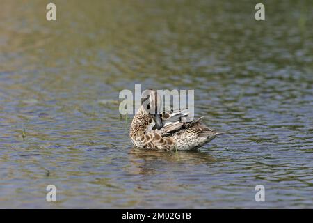 Sarcelle d'été Anas querquerdula mâle adulte en plumage éclipse le bain dans piscine près de Tiszaalpar La Hongrie Banque D'Images