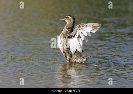 Sarcelle d'été Anas querquerdula mâle adulte en plumage éclipse le bain dans piscine près de Tiszaalpar La Hongrie Banque D'Images