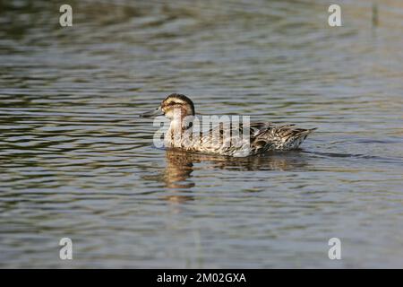 Sarcelle d'été Anas querquerdula mâle adulte en plumage d'éclipse en natation piscine près de Tiszaalpar La Hongrie Banque D'Images