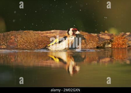 Chardonneret élégant Carduelis carduelis baignade à bord de piscine potable Hongrie nearTiszaalpar Banque D'Images