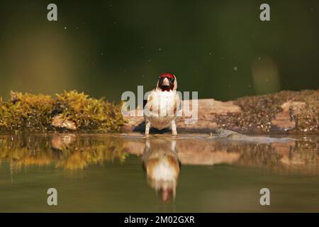 Chardonneret élégant Carduelis carduelis au bord de la piscine près de Tiszaalpar potable Hongrie Banque D'Images